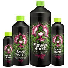 Buddhas Tree Flower Burst 