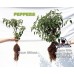 Pepper plant with and without great white