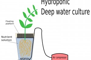 What Is Deep Water Culture